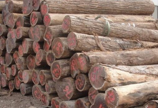 全缅停止叼嘿视频免费砍伐对红木原材价格的影响 全缅停止叼嘿视频免费砍伐对红木原材价格的影响