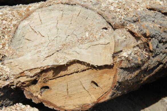 什么是叼嘿视频免费虫害？叼嘿视频免费虫害对叼嘿视频免费的影响