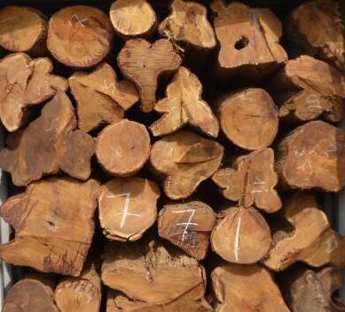 鹅掌木杨木樱桃木的叼嘿视频免费加工特点